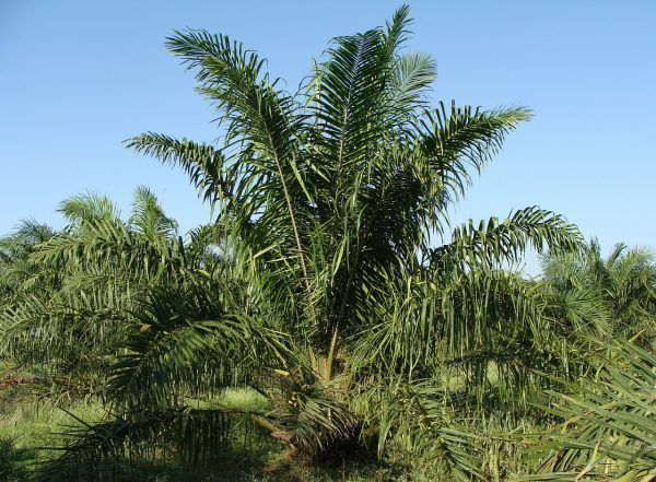 Waarom ik kies voor palm olie: palm oil facts.