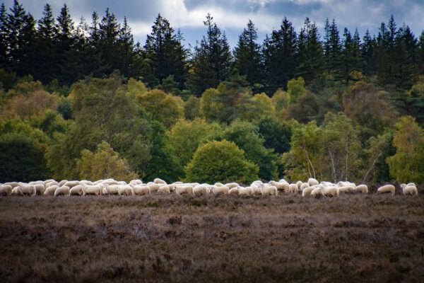 Vakantie op de Veluwe: kies voor verandering!